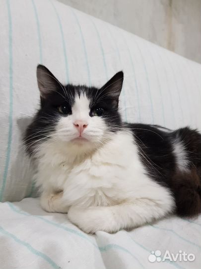 Фруктик ищет дом