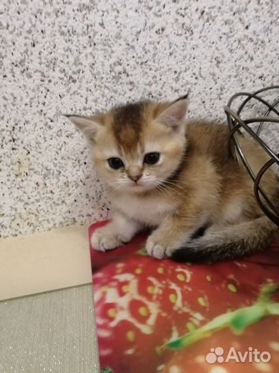 Котик и кошечка золотая шиншилла. Доставка