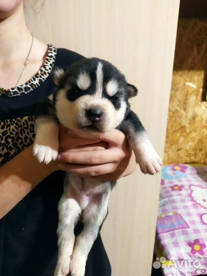 Домашние животные собаки