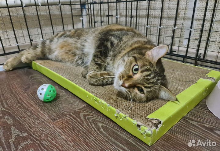 Стерилизованная Маша-милаша в руки Надёжных хозяев