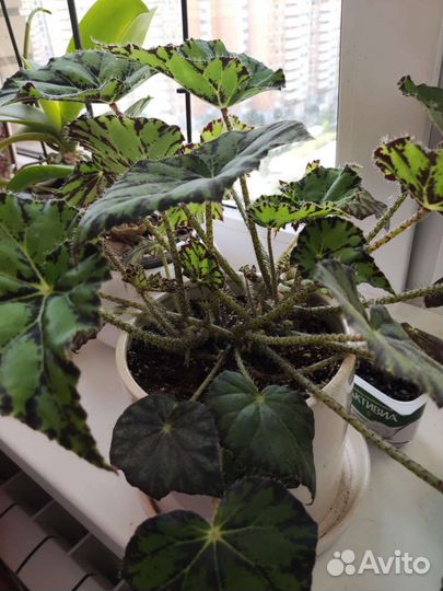 Комнатные цветы разные в горшках