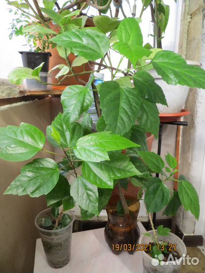 Гибискус (китайская роза)