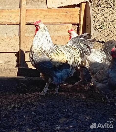 Молодые петухи