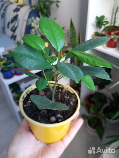 Фикус микрокарпа