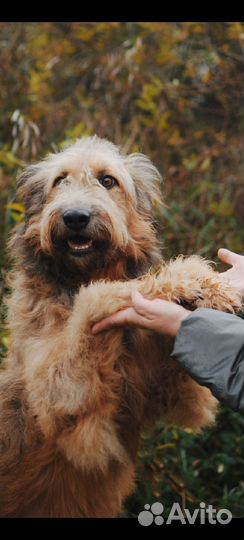 Работа с собаками. С проживанием