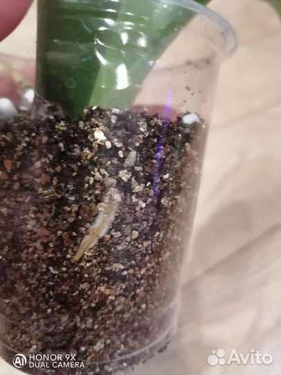 Филодендрон Мартианум