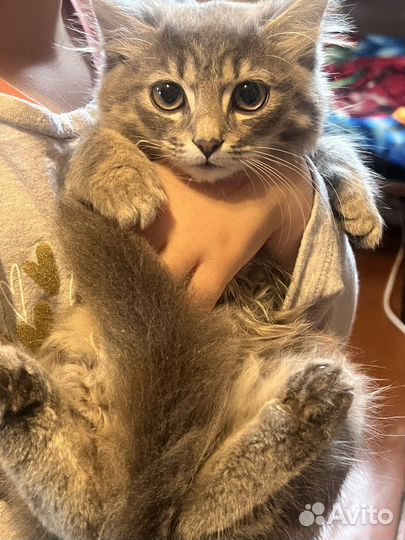 Котята