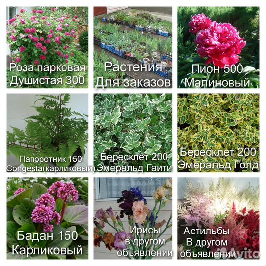 Многолетние цветы для сада N1