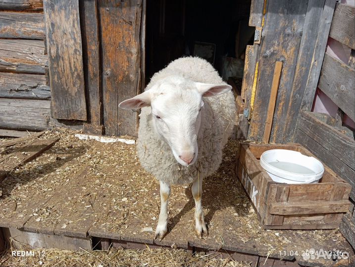 Овцы бараны ягнята романовские и мериносы