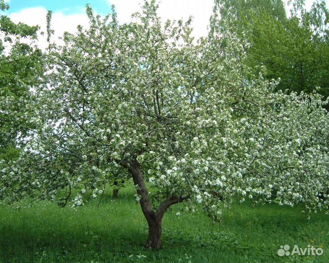 Саженцы яблони