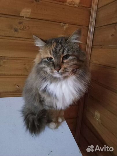 Сибирская метис