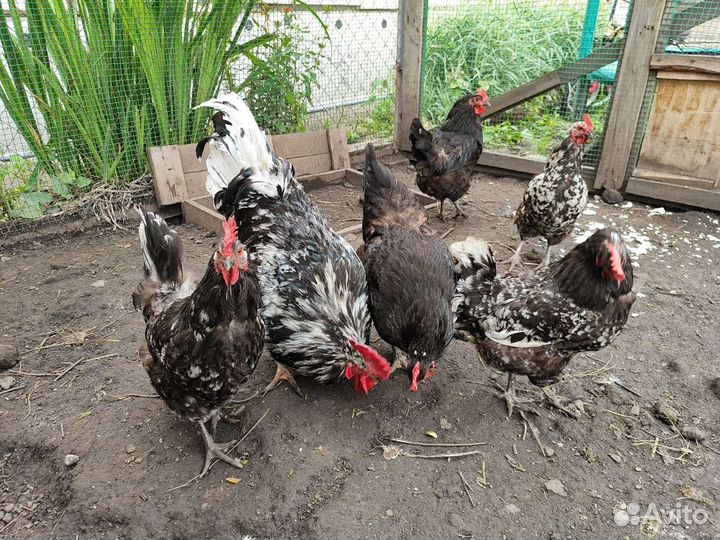 Куры порода Австролорп