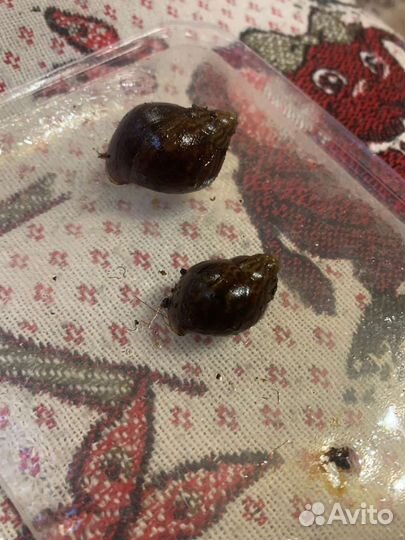 Улитки ахатина тигр стандарт