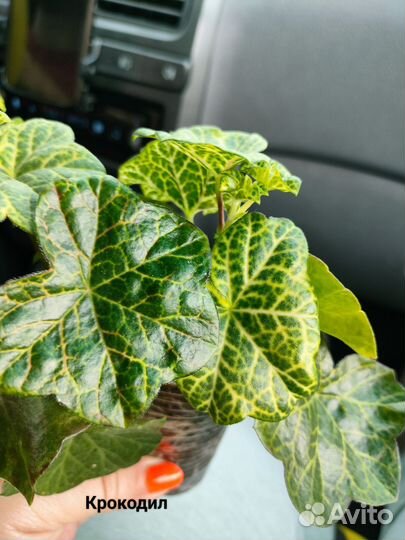 Пеларгония