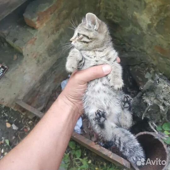 Почти Русская голубая котята