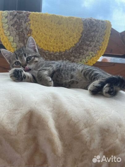 Котята мальчики в дар