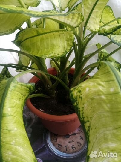 Диффенбахия