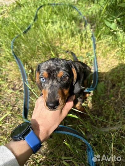 Мраморная такса вязка