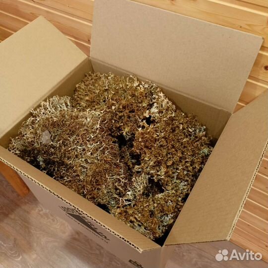 Исландский мох центария