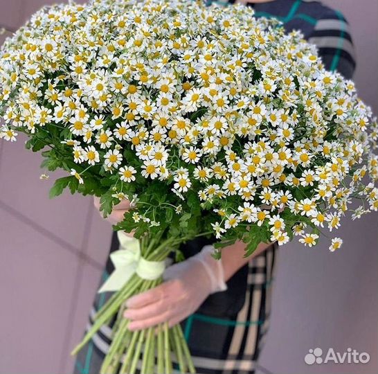 Цветы ромашки. Букеты ромашек. Цветы доставка