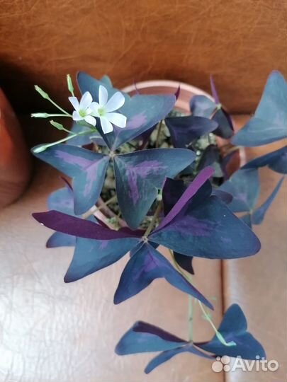 Кислица Оксалис