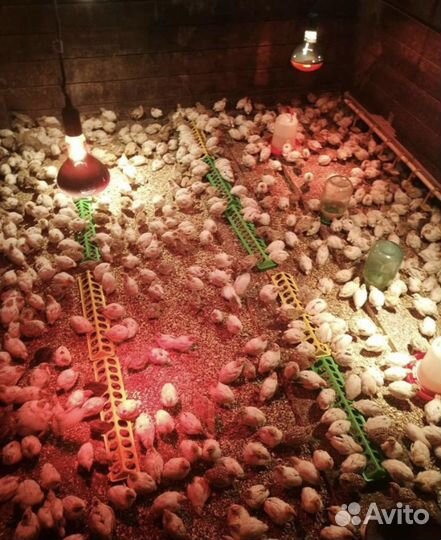 Перепела суточные