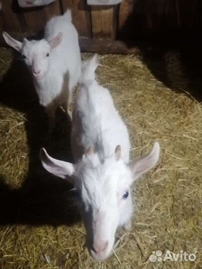 Зааненские козочки, 18.02.2023