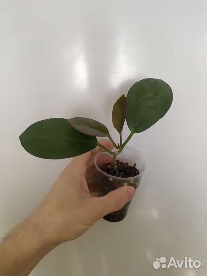 Комнатные растения цветы