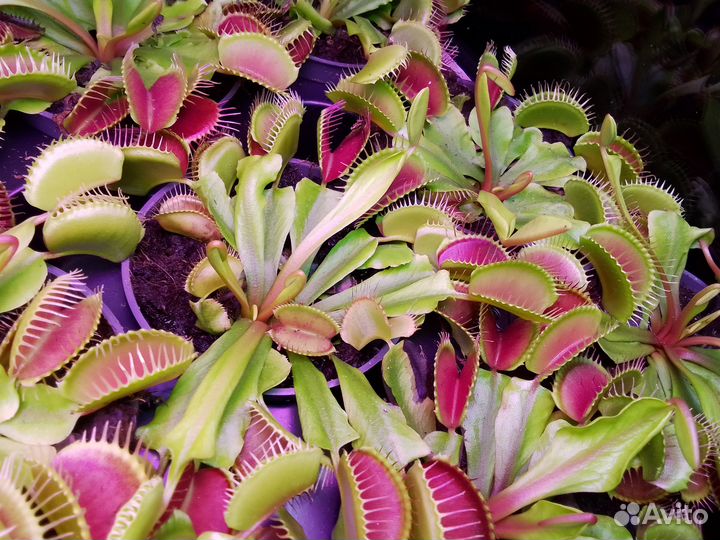 Хищные растения в продаже
