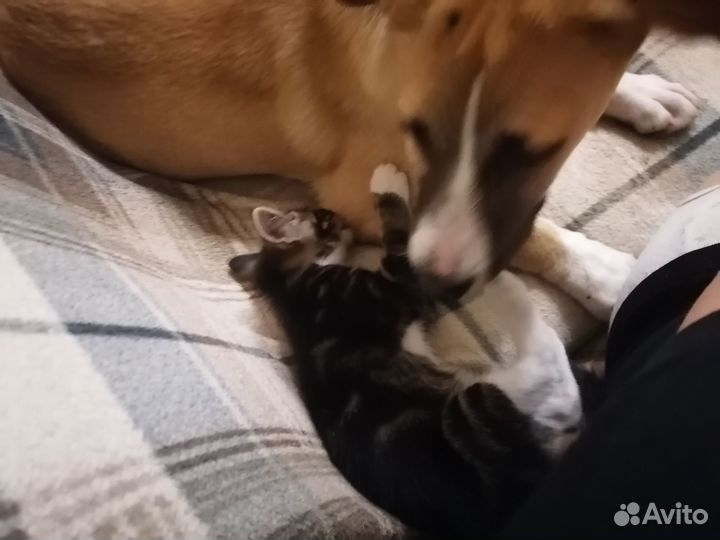 Ищу хозяина