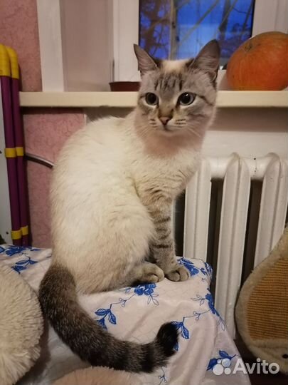 Кошка в добрые руки