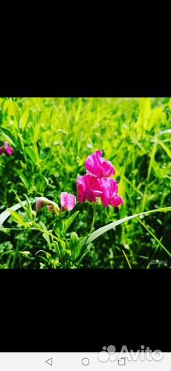 Мясо Индоутки