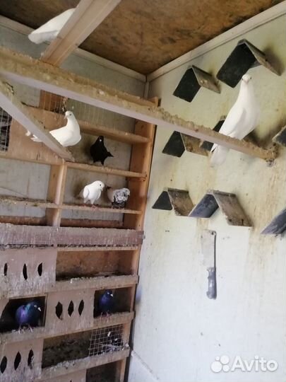 Голуби бойные