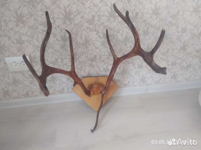 Рога оленя