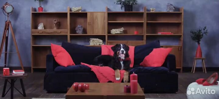 Видеооператор / кинооператор