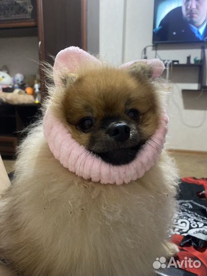 Немецкий шпиц