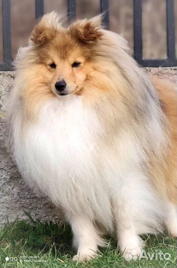 Щенки шелти