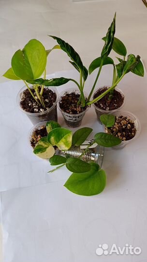 Ароидные набор 1