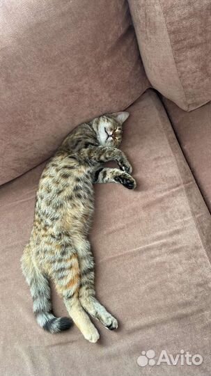 Молодая кошечка в добрые руки