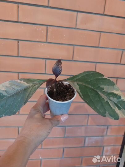 Псевдоэрантемум