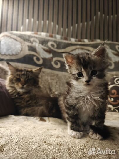 Мейн-кун полидакт