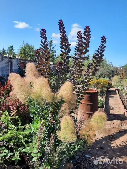 Скумпия кодевенная Леди Голд Golden Lady