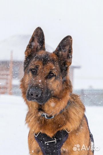 Собаки щенки немецкая овчарка