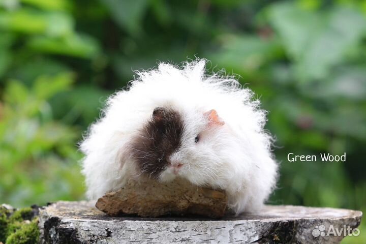 Морская свинка альпака