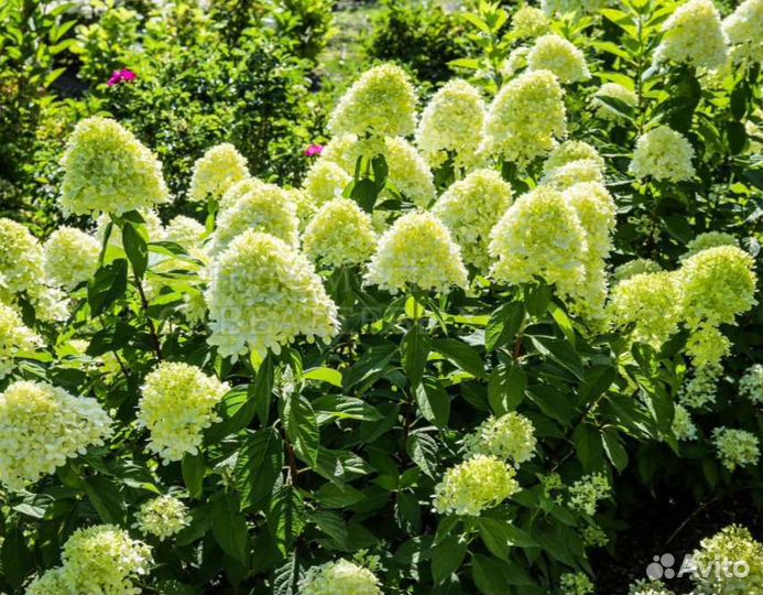 Гортензия Limelight