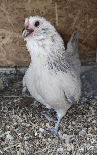 Петушки и цыплята антверпенской бородатой