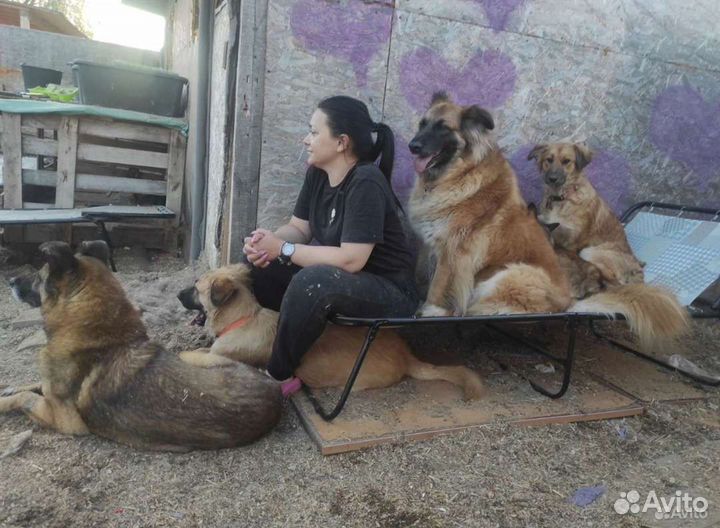 Добрые домашние собаки бесплатно в добрые руки