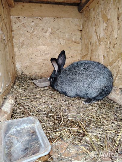 Кролики мясных пород