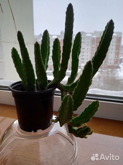 Кактус-стапелия