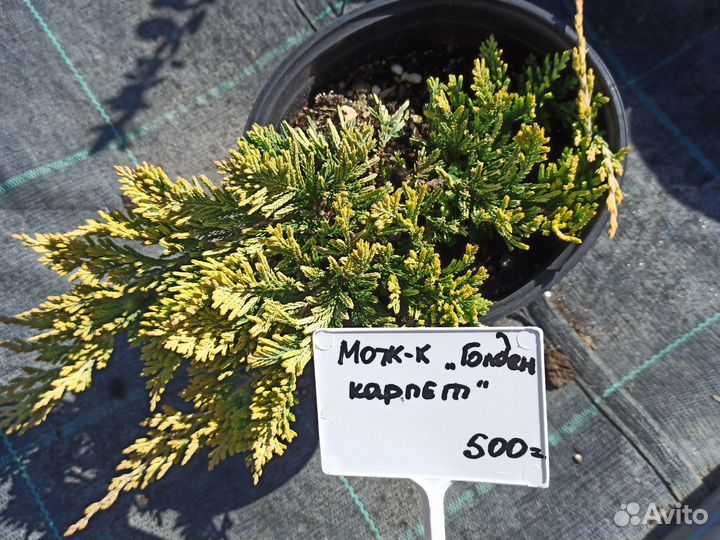 Можжевельник горизонтальный